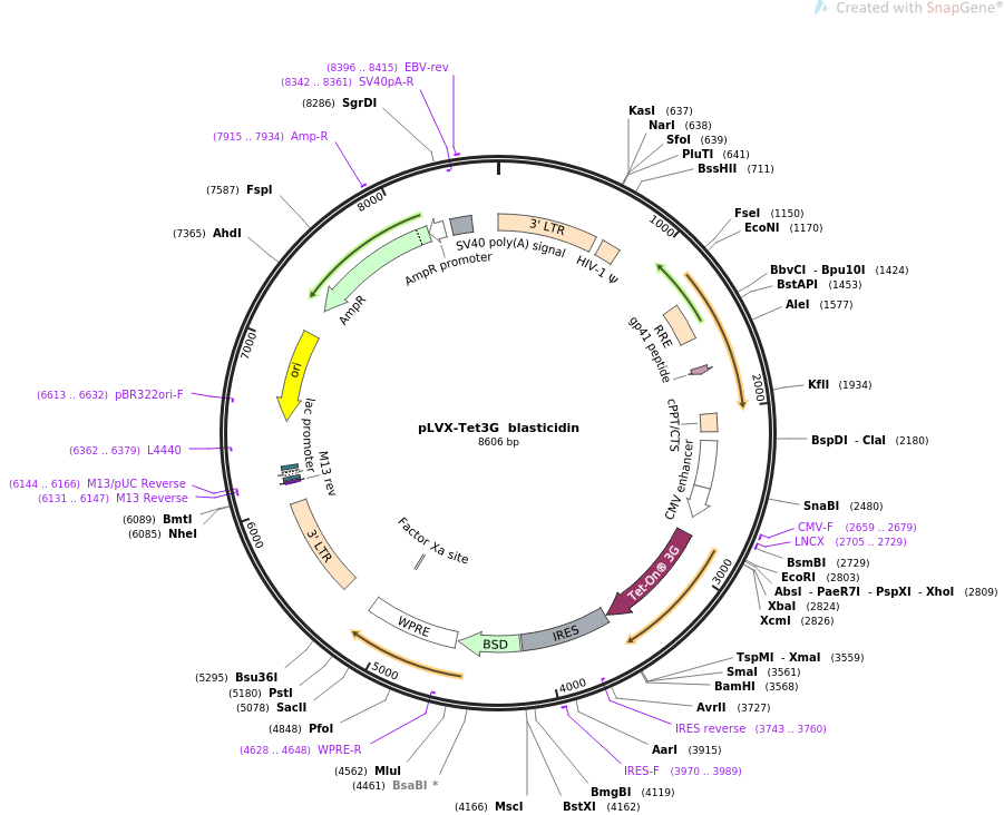 pLVX-Tet3G blasticidin质粒图谱